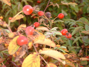 rosehips closest.jpg